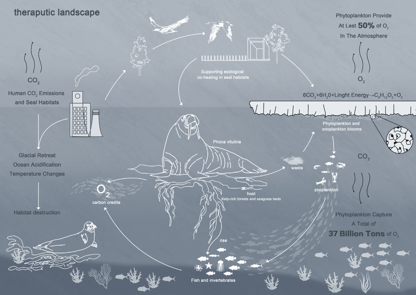 Harbor Seals, Carbon Cycles, and the Ethics of Therapeutic Landscapes