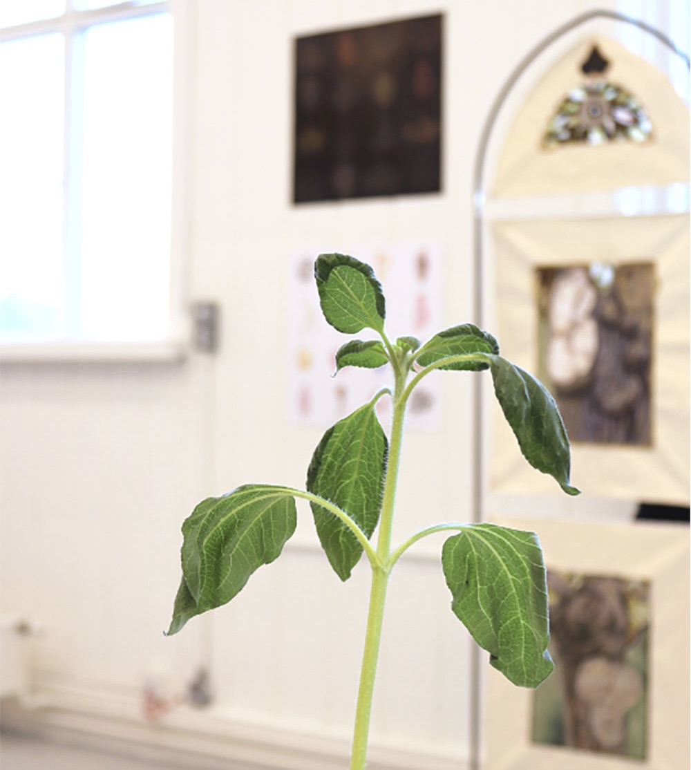 A detail shot of Anna's Degree Show installation, with a close-up of a plant and with some of Anna's work in the background.
