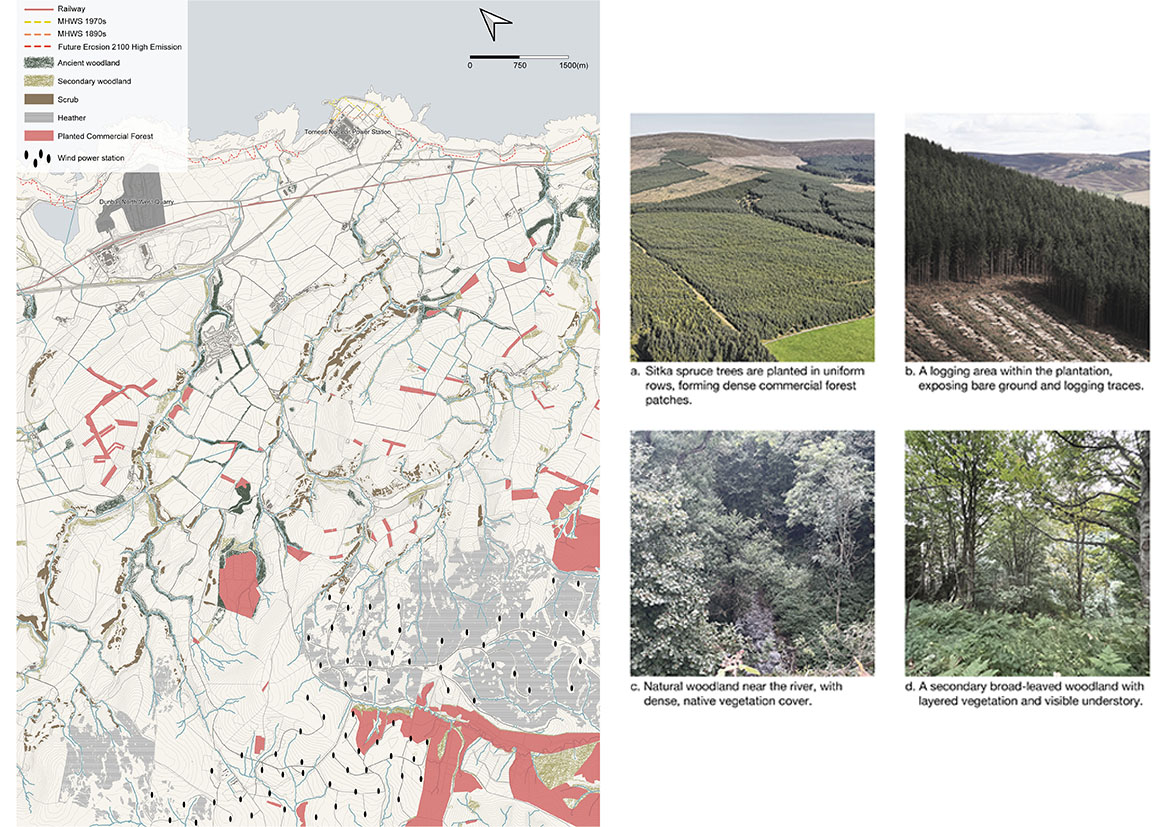 Current Status of Site Woodland