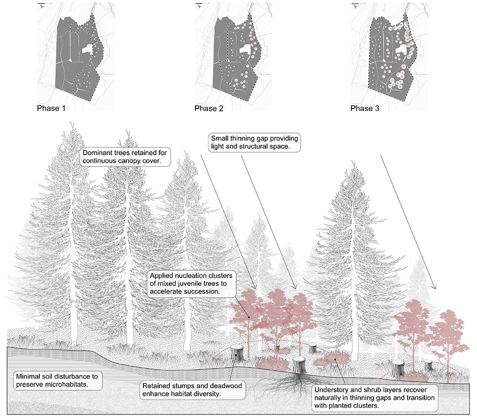 Selective Thinning Strategy – Continuous Canopy Forestry (CCF) + Woodland Regeneration Strategy – Applied Nucleation (AN)