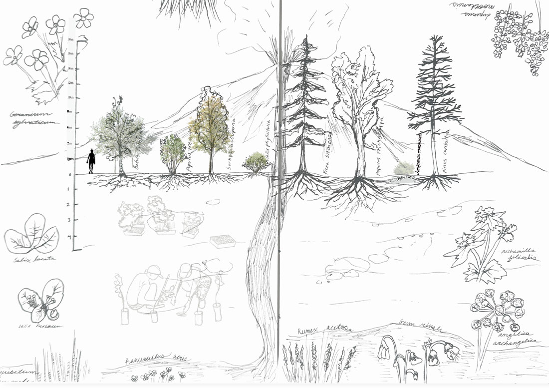 The native tree species to Iceland are vital in the use of the Miyawaki method. 