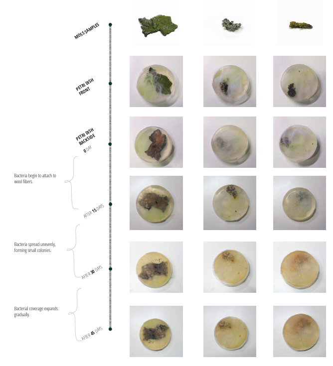 Microbial attachment succession strategies and prototypes for wool blankets