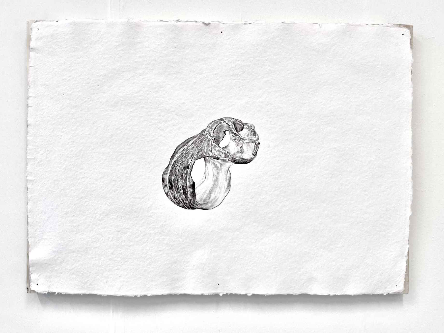 Ballpoint pen drawing of shell