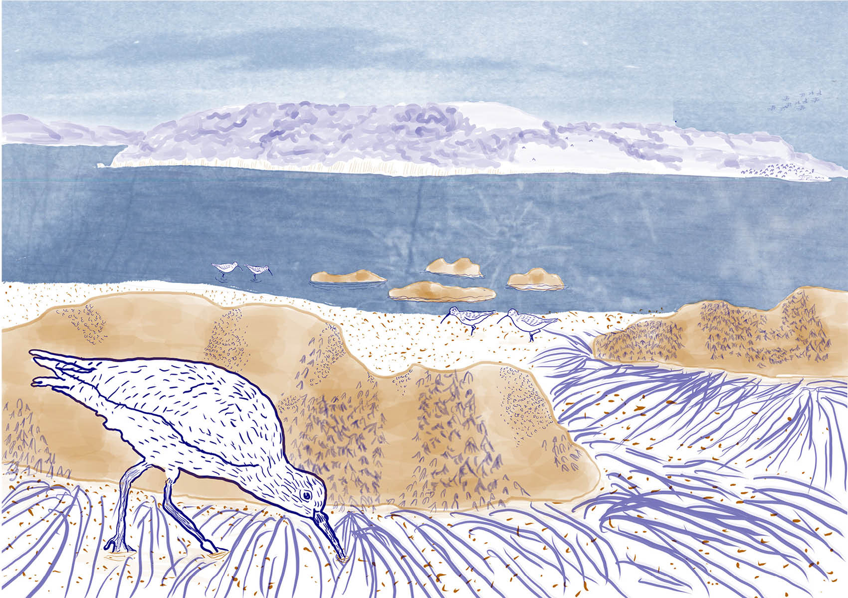 A curlew feeds in the intertidal area in front of a tidepool