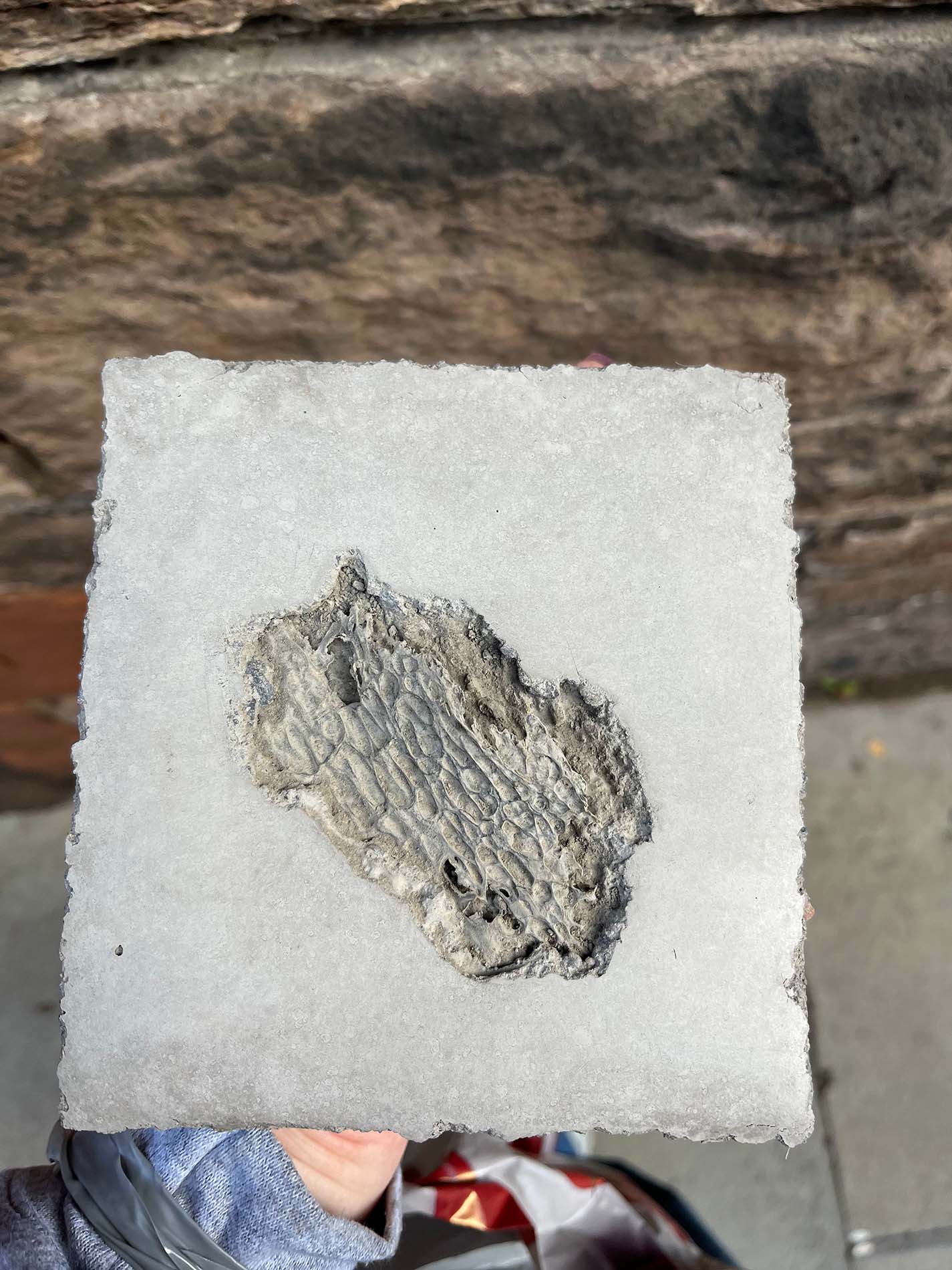 Concrete Texture Experimentation - Kelp set in concrete to create "beneficial textures" to support ecology