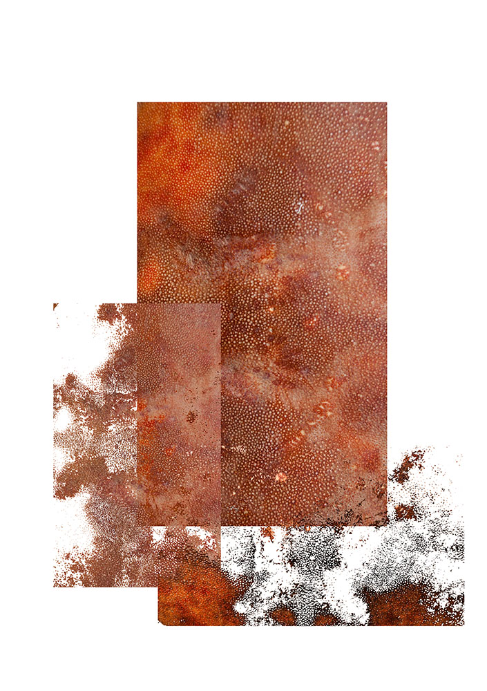 A layered textural exploration of crab skin textures