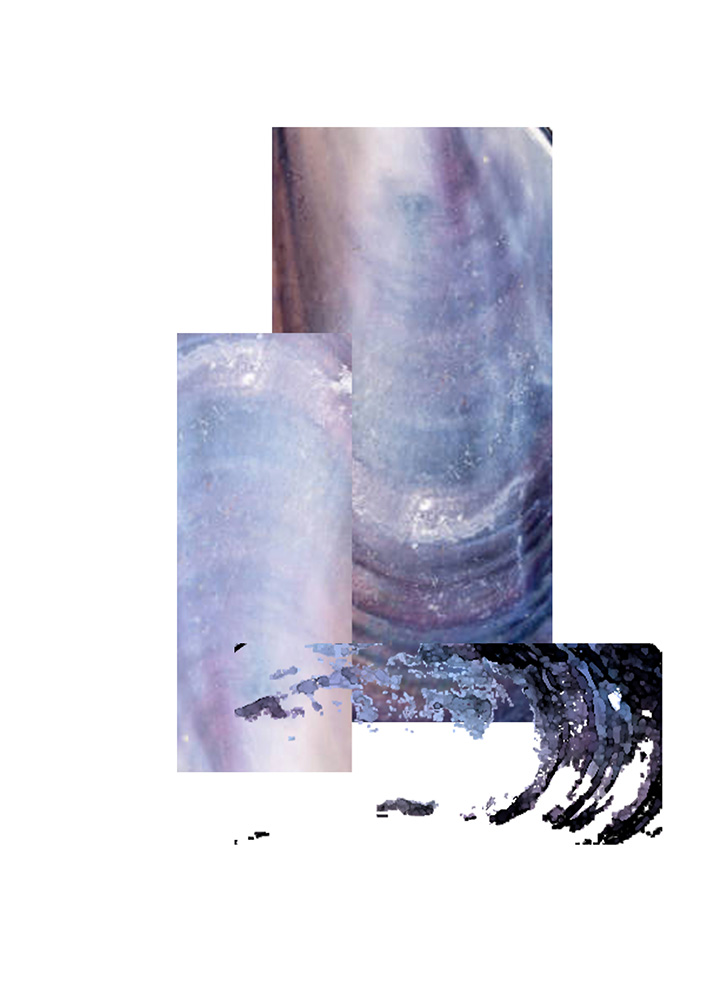 A layered textural exploration of Mussel shell textures