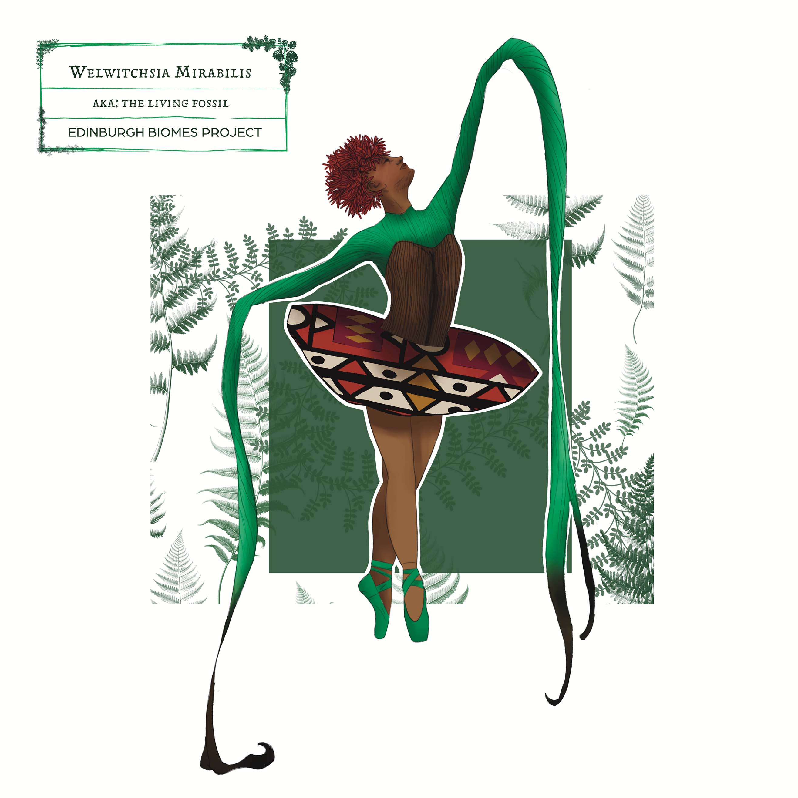 Welwitchsia illustration