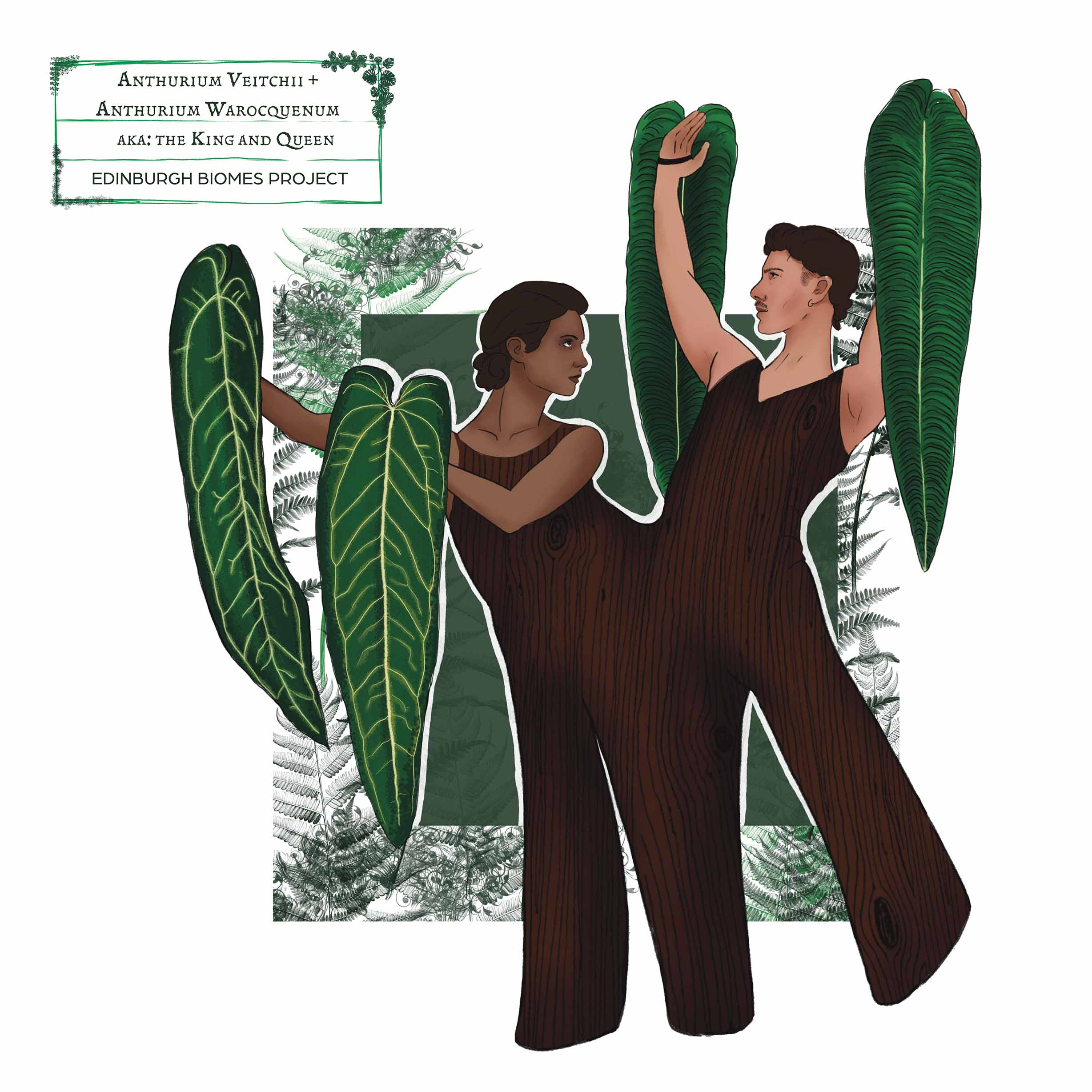 anthurium illustration