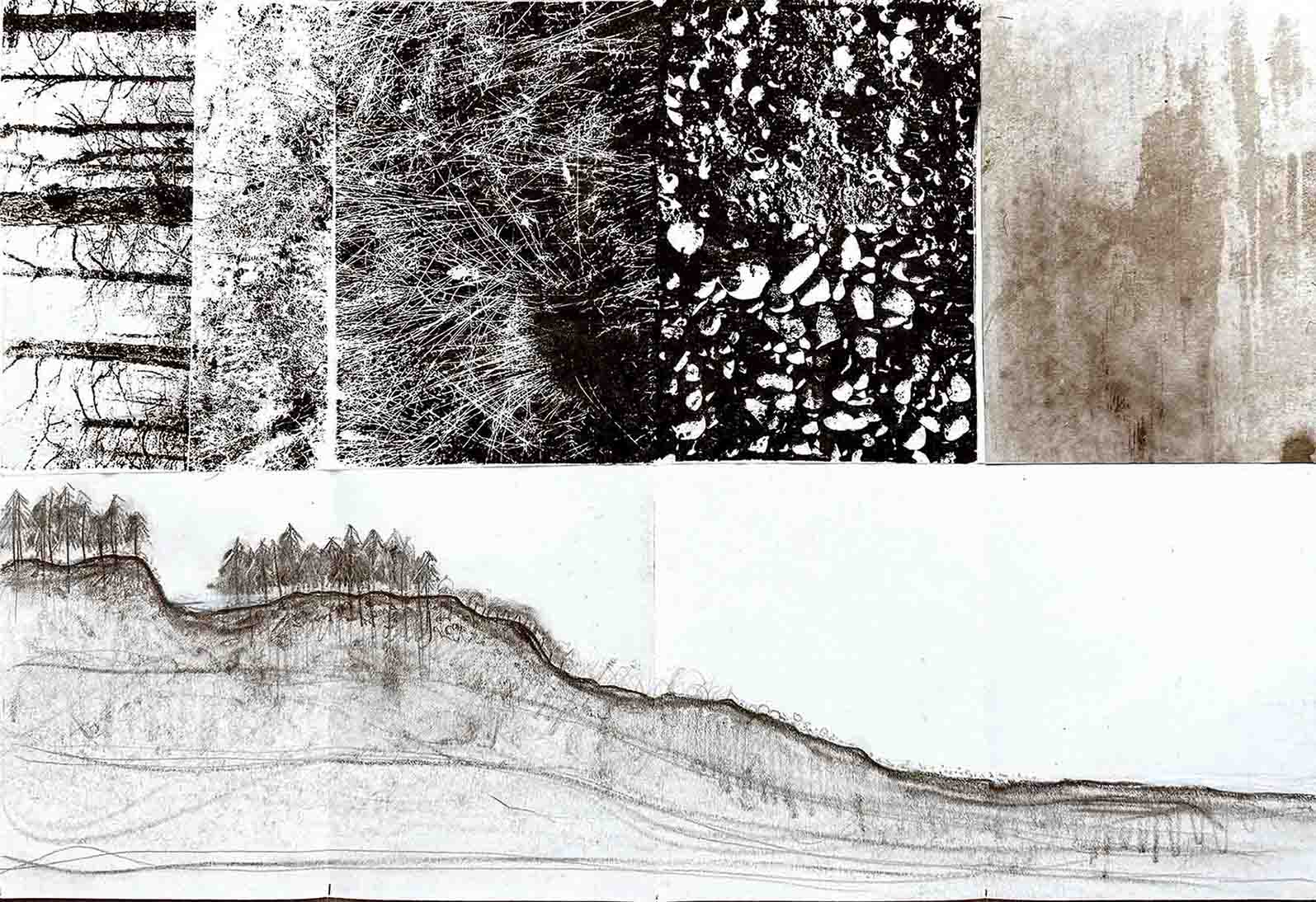 2 The transition-1 — Littleferry  Although the commercial woodlands still exist, the changing margin is home to a variety of birds, insects and animals.