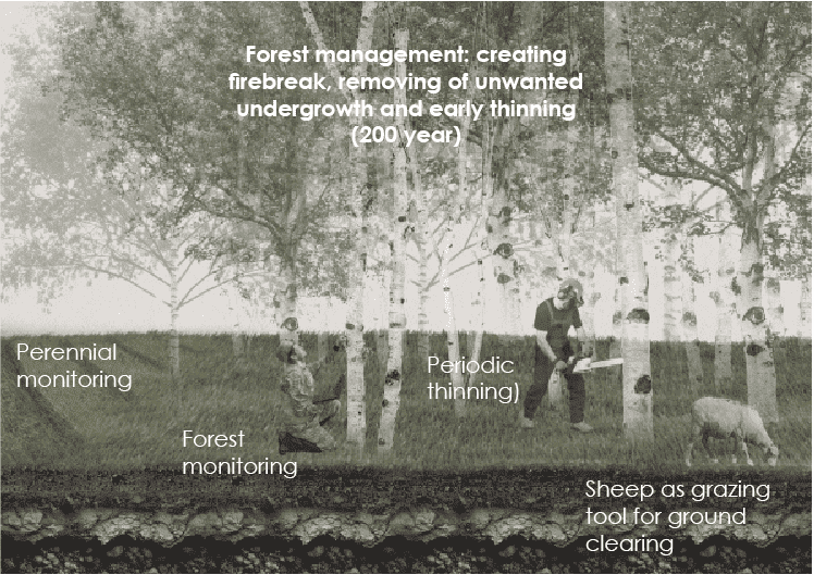 Forest management: creating firebreak, removing of unwanted undergrowth and early thinning (200 year)