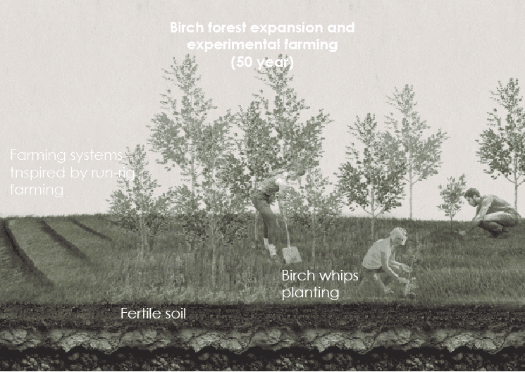 Birch forest expansion and experimental farming (50 year)
