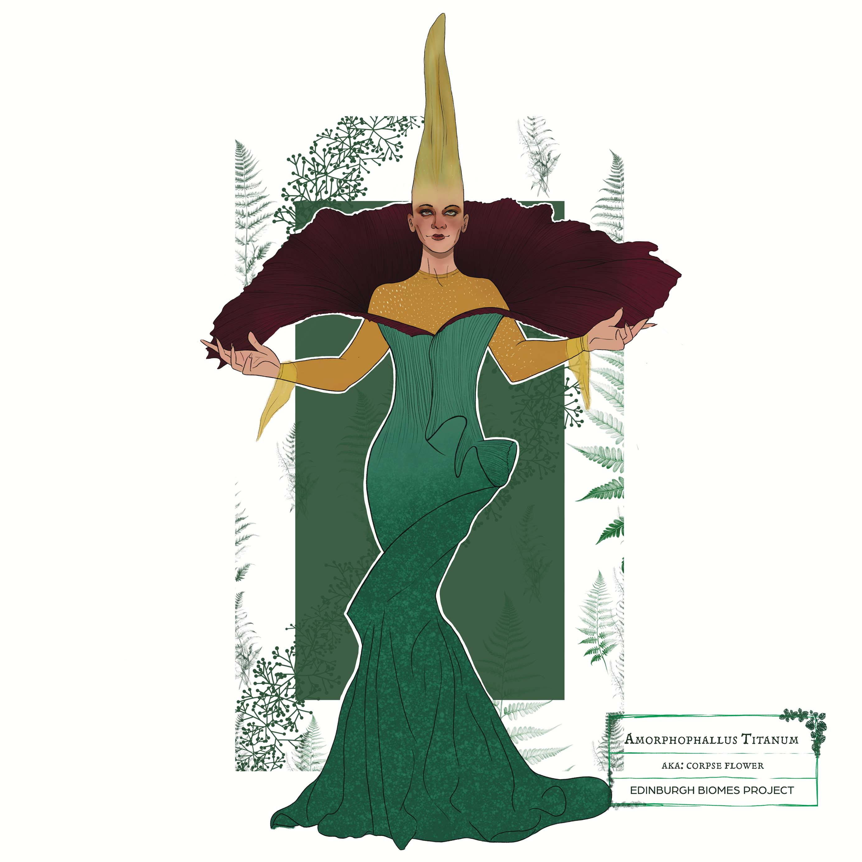 amorphophallus illustration
