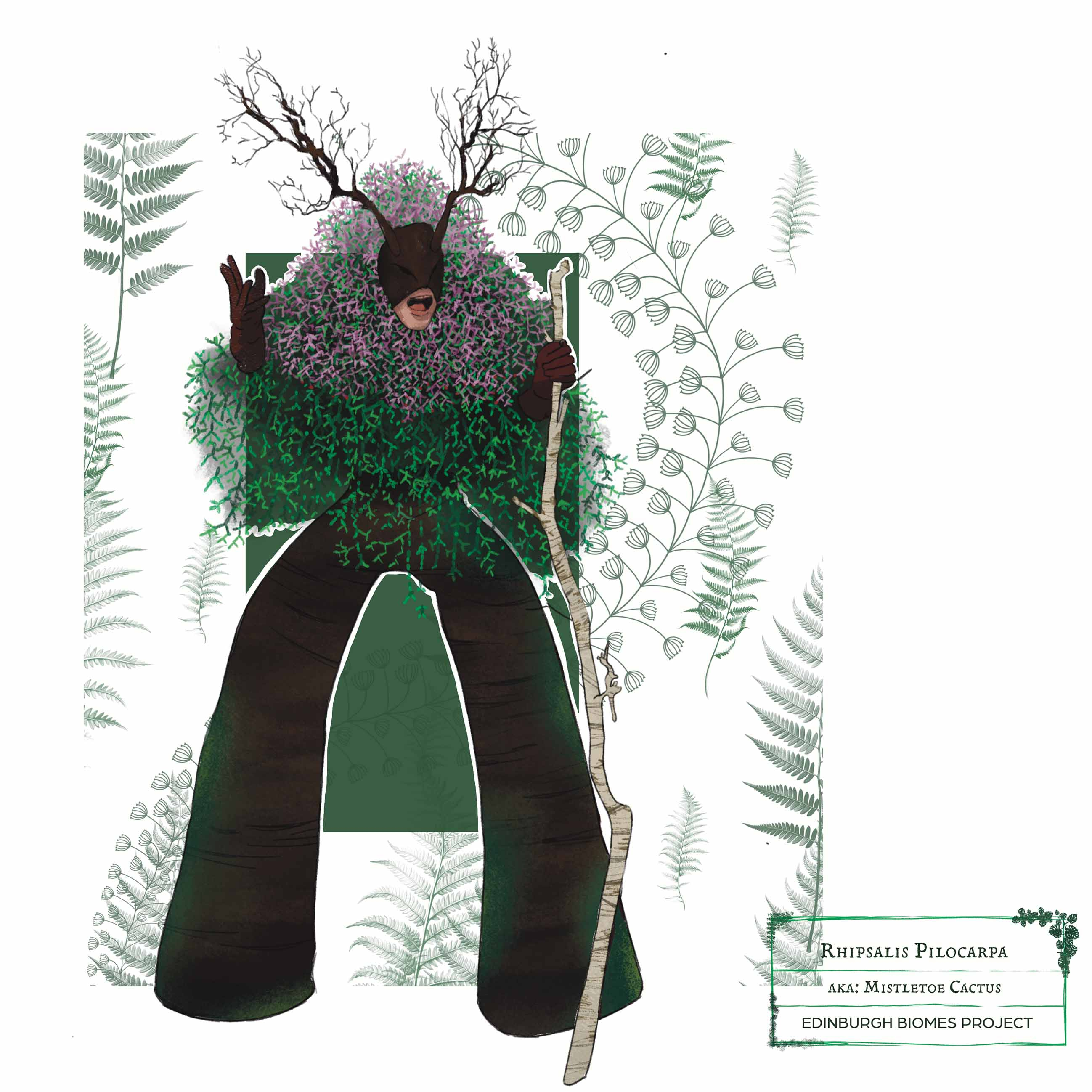 rhipsalis illustration