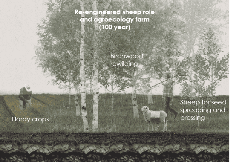 Re-engineered sheep role and agroecology farm (100 year)