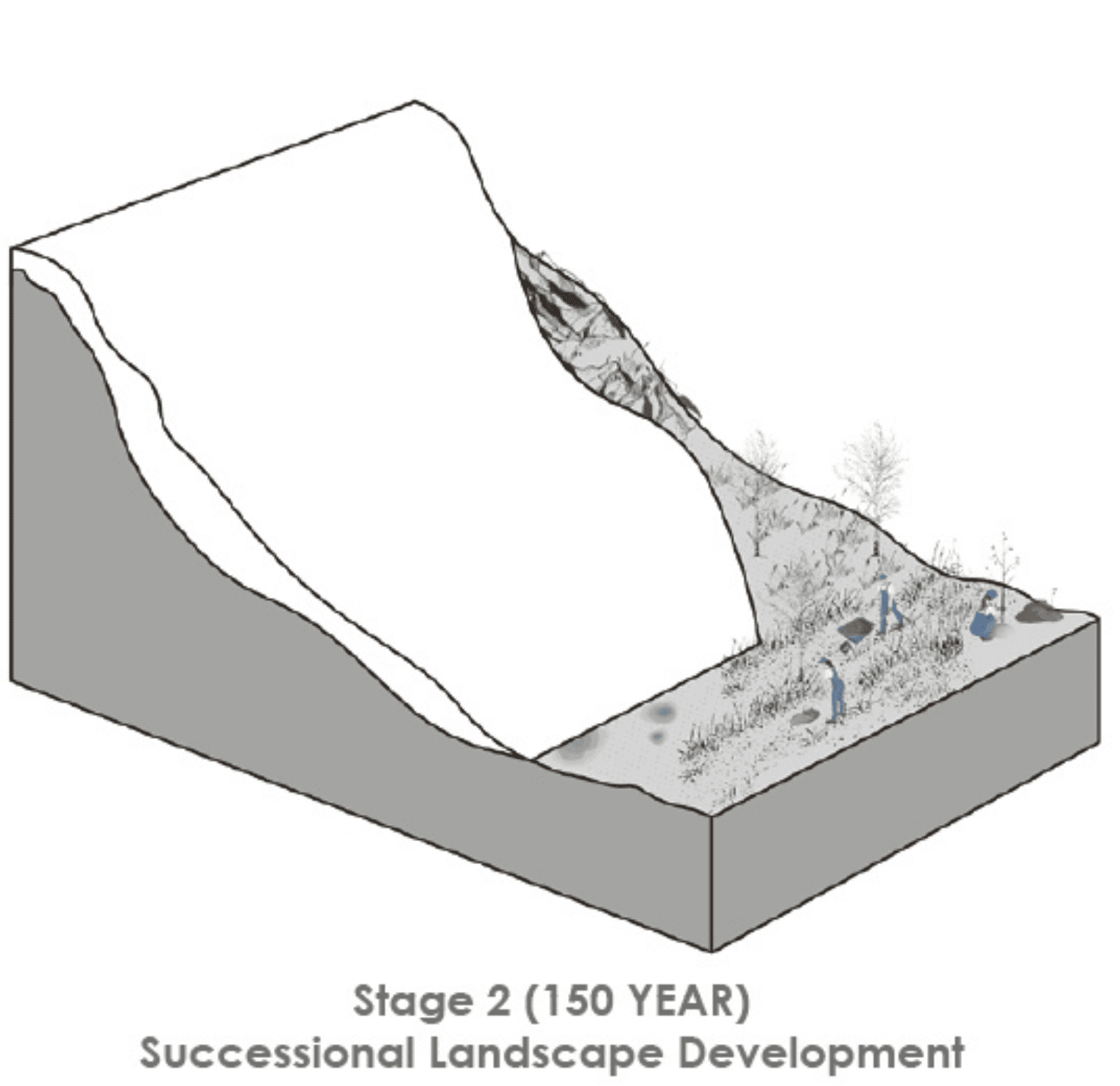 Stage 2 (150 YEAR) Successional Landscape Development