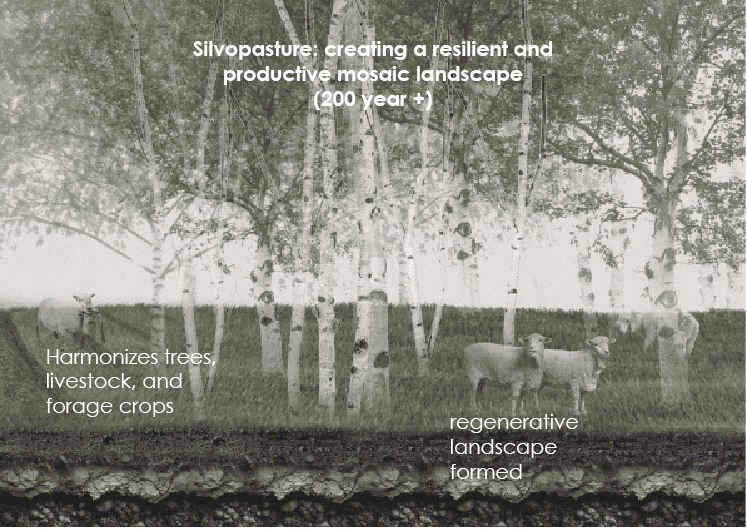 Silvopasture: creating a resilient and productive mosaic landscape (200 year +)