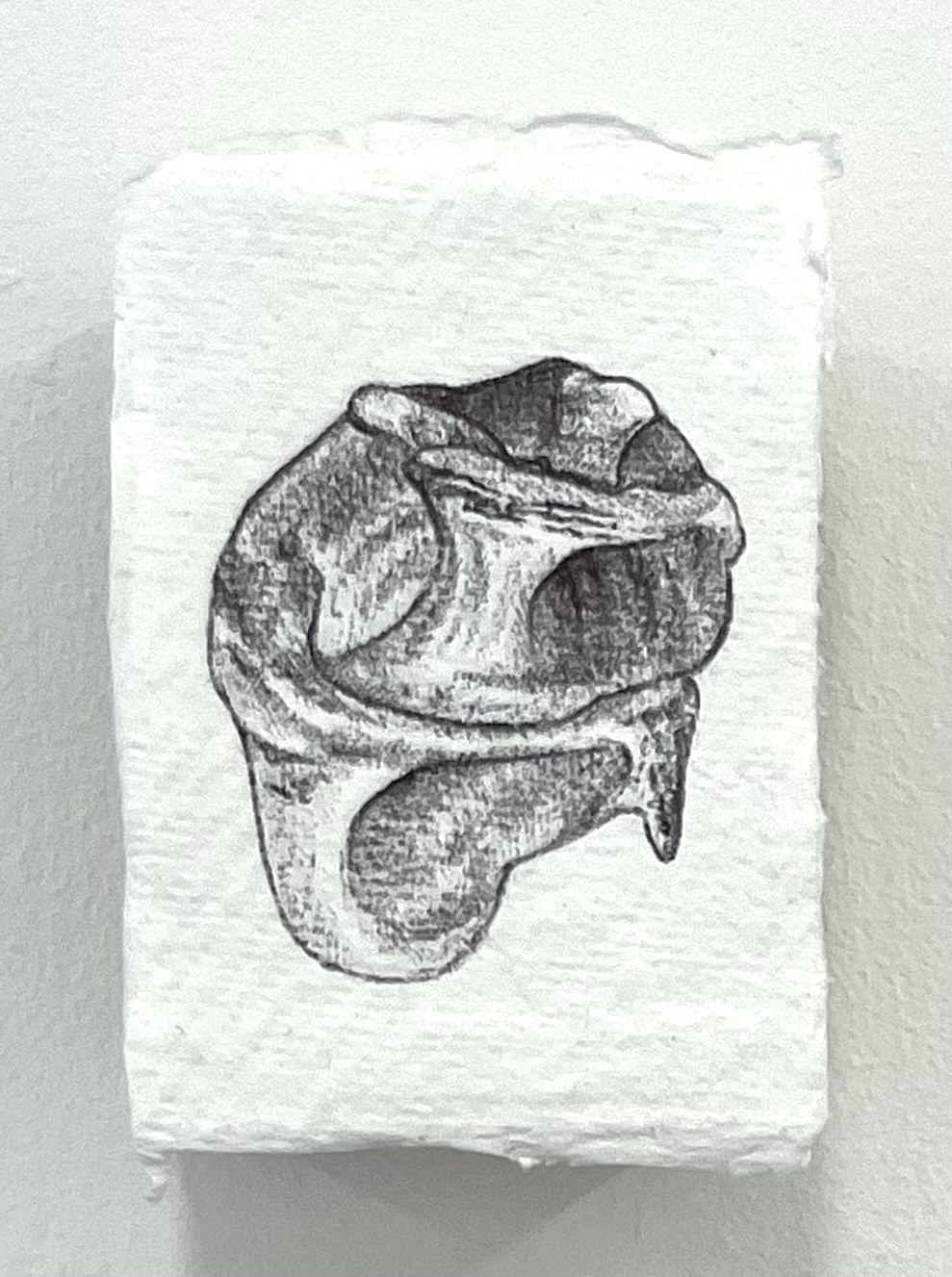 Ballpoint pen drawing of shell
