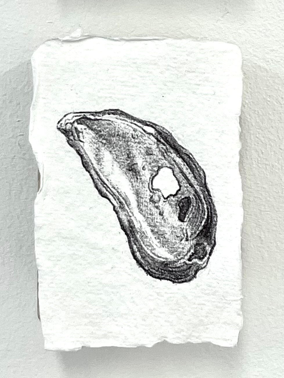 Ballpoint pen drawing of shell