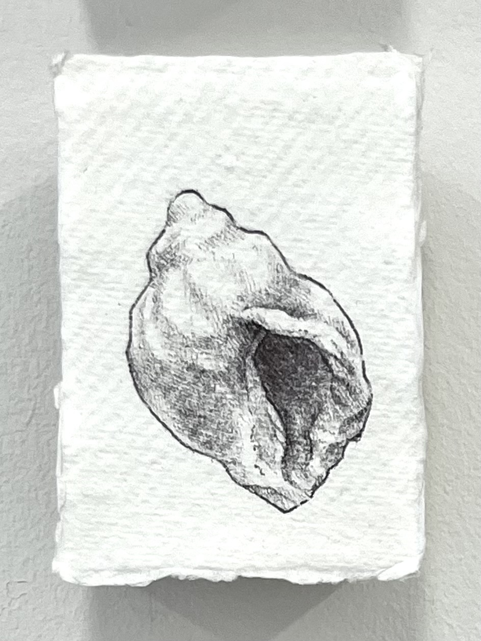 Ballpoint pen drawing of shell