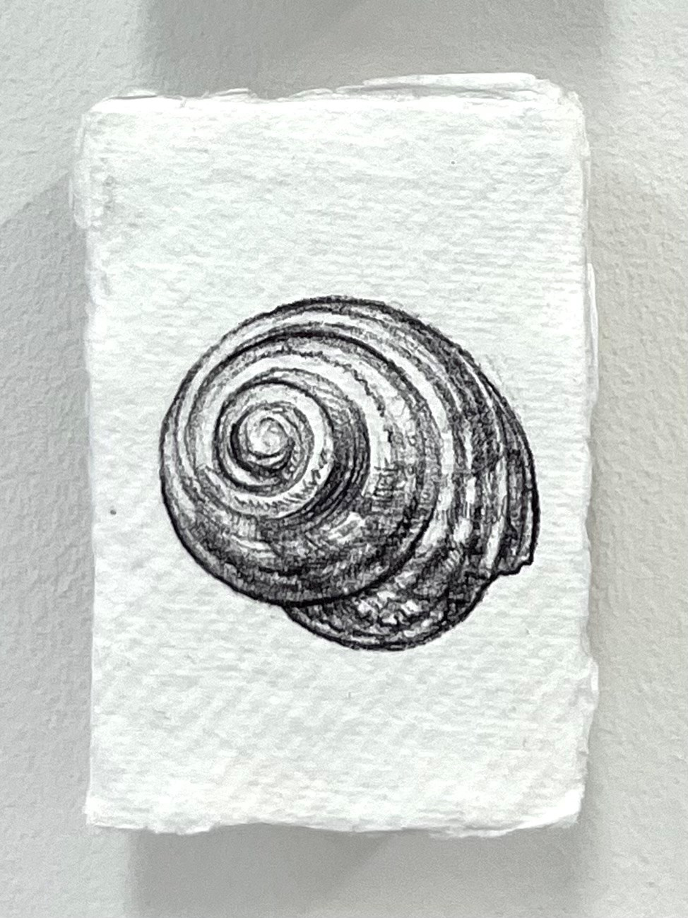 Ballpoint pen drawing of shell