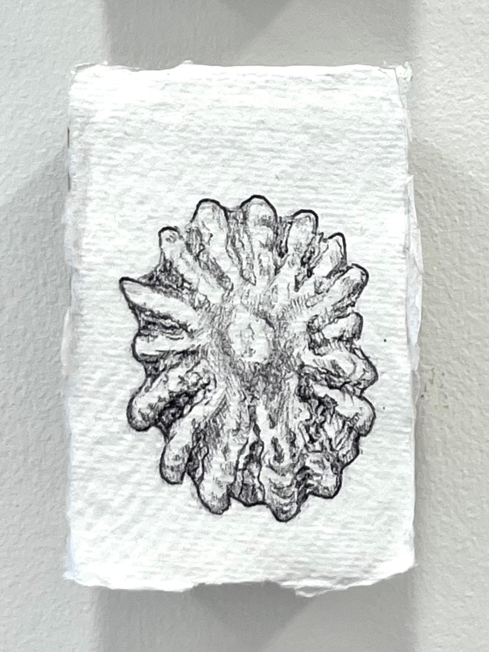 Ballpoint pen drawing of shell