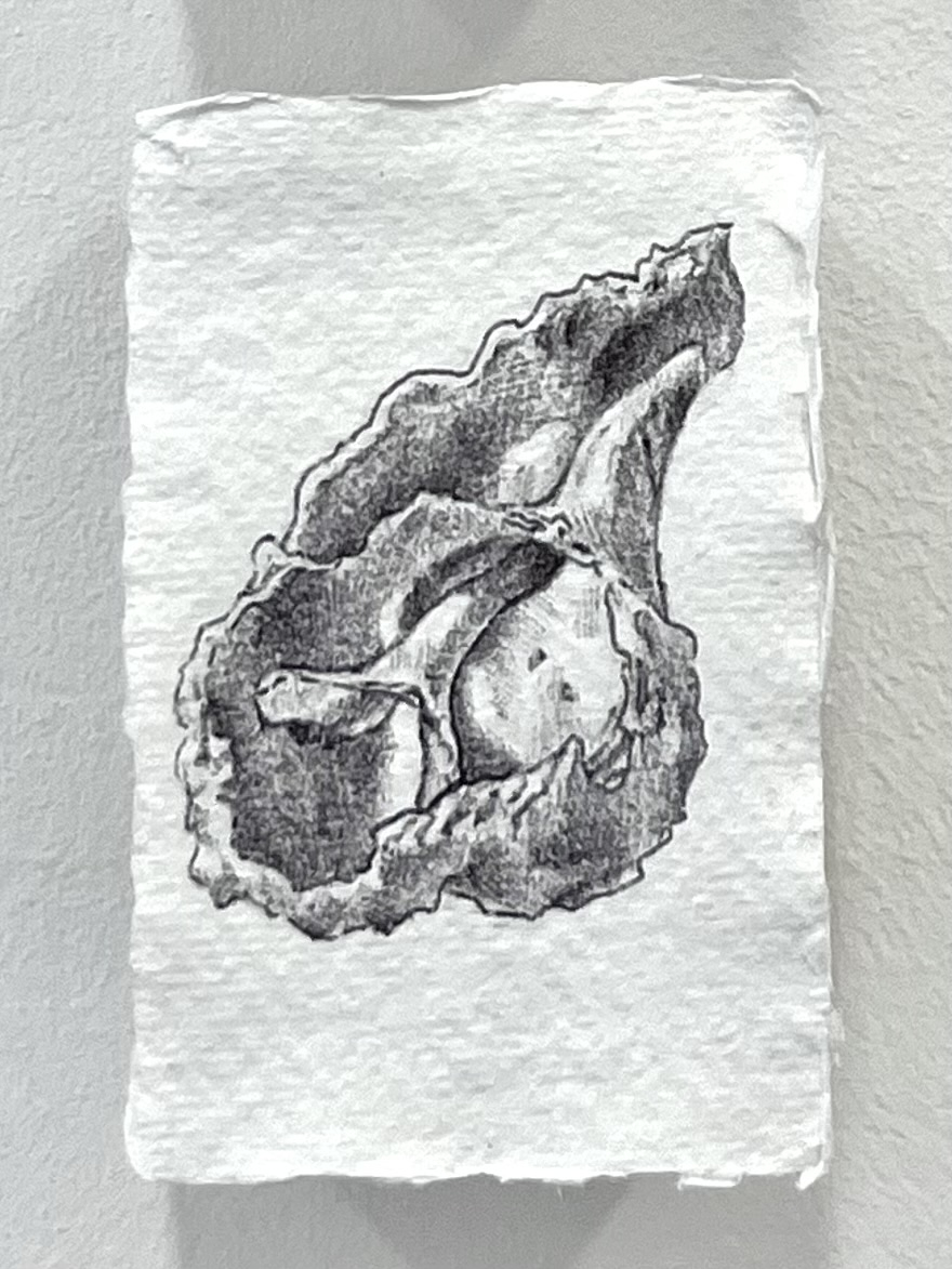 Ballpoint pen drawing of shell