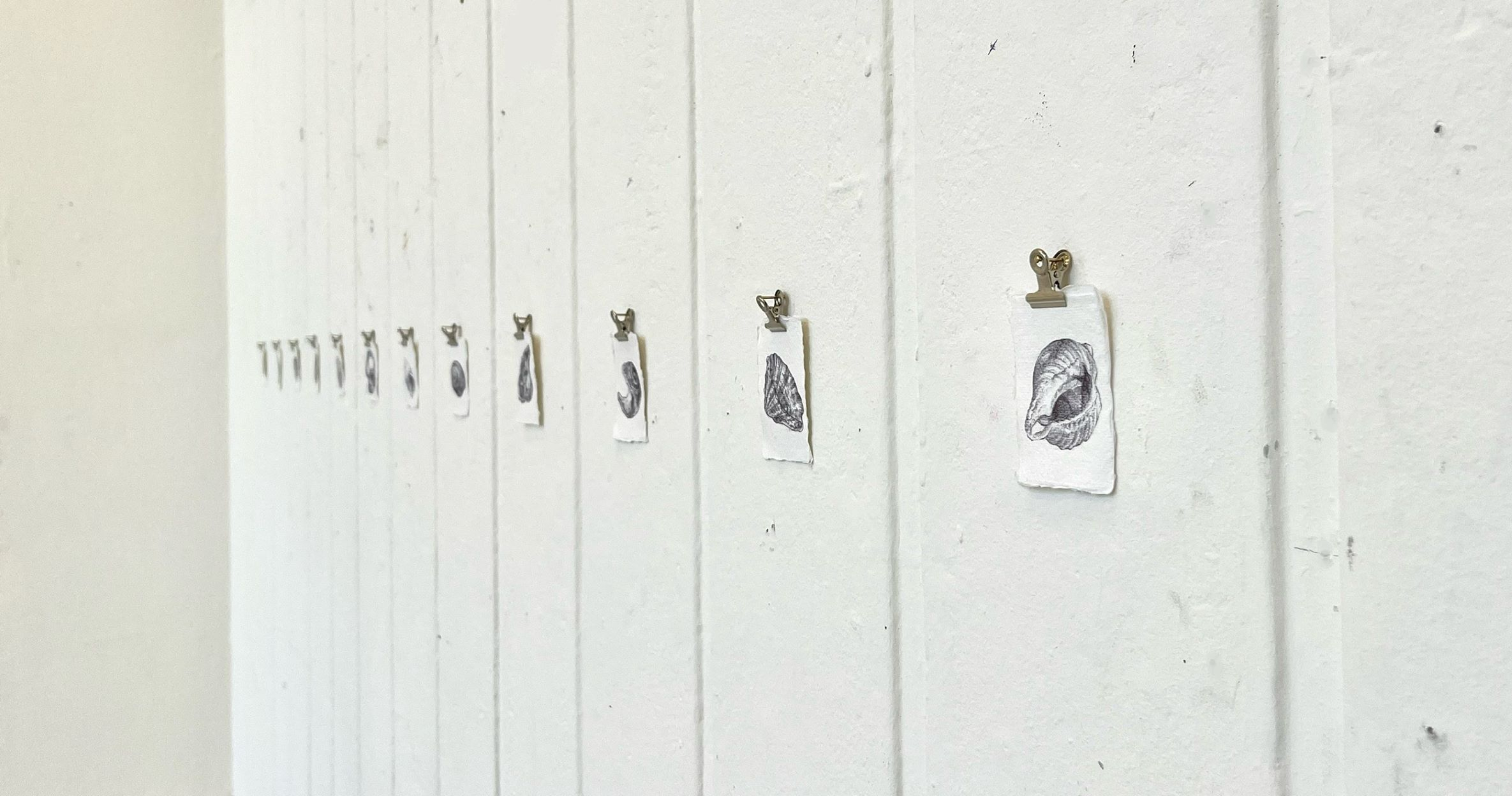 A row of small scale ballpoint pen drawings studying shell structures. Hung in a horizontal line.