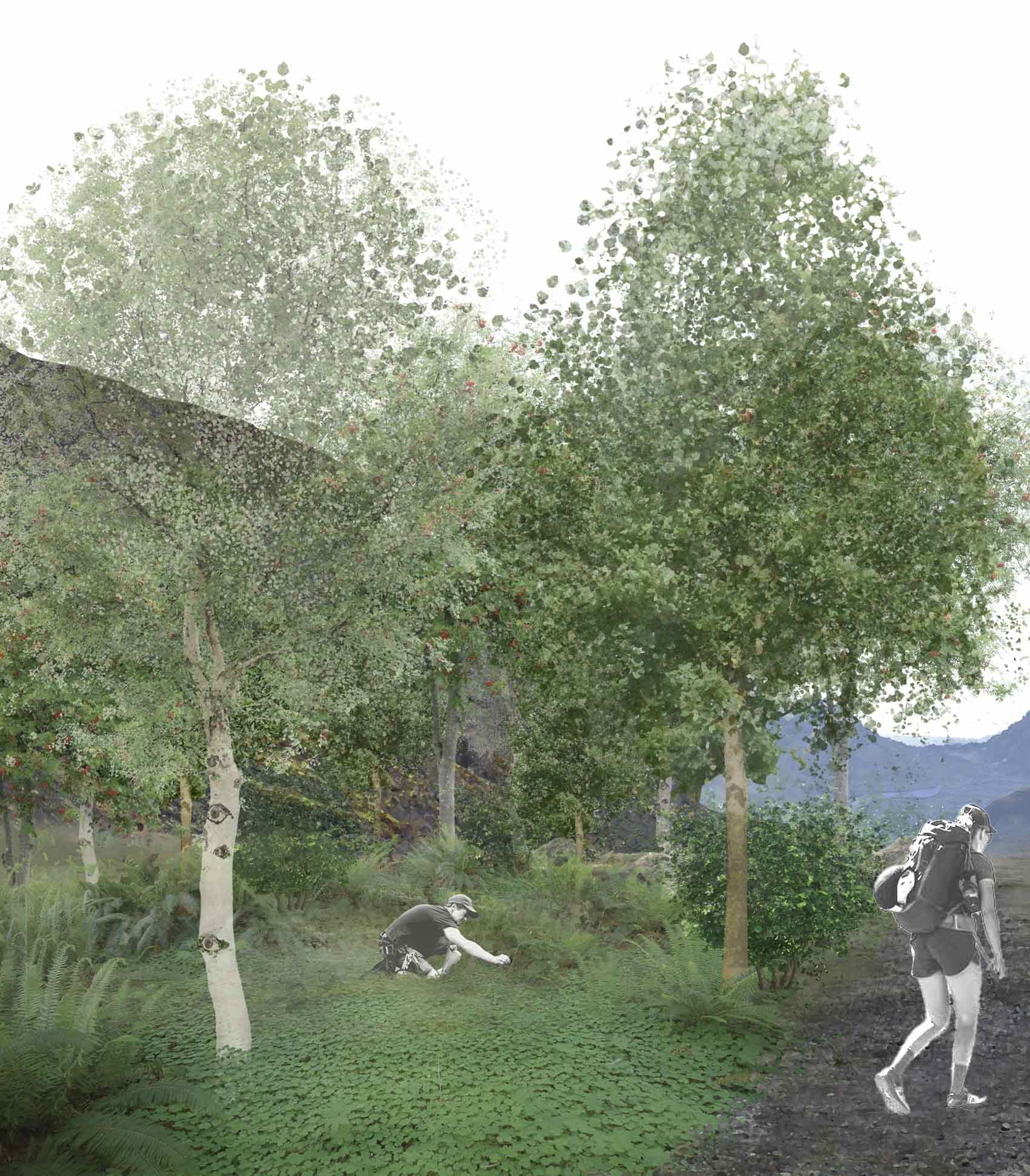 W11 Woodland Visualisation