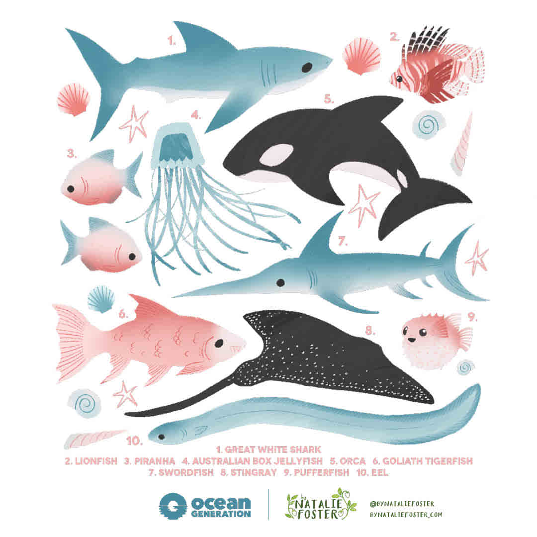 An illustration of a collection of sea life - a shark, swordfish, orca, stingray, piranha, pufferfish, goliath tigerfish, and lionfish