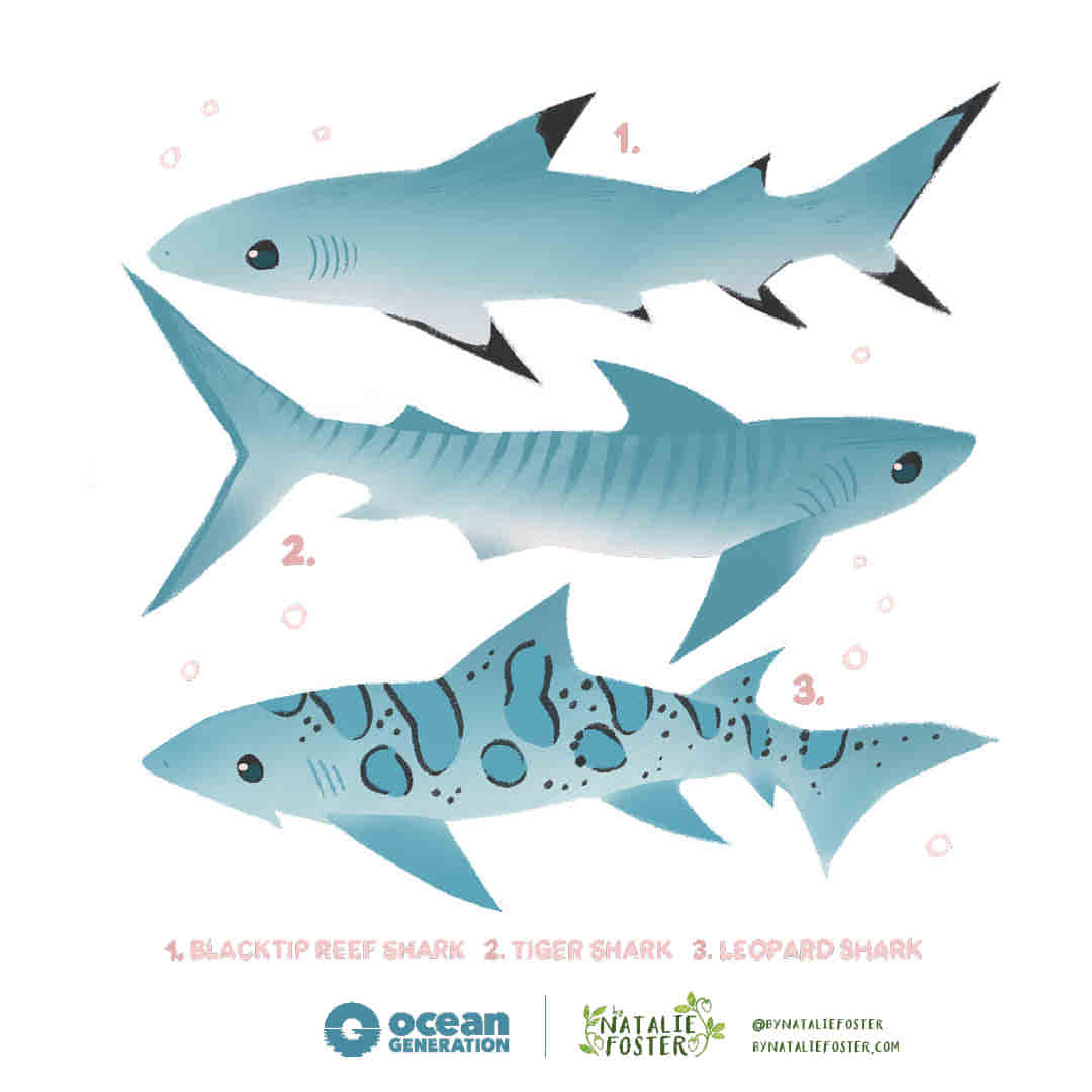 An illustration of three sharks