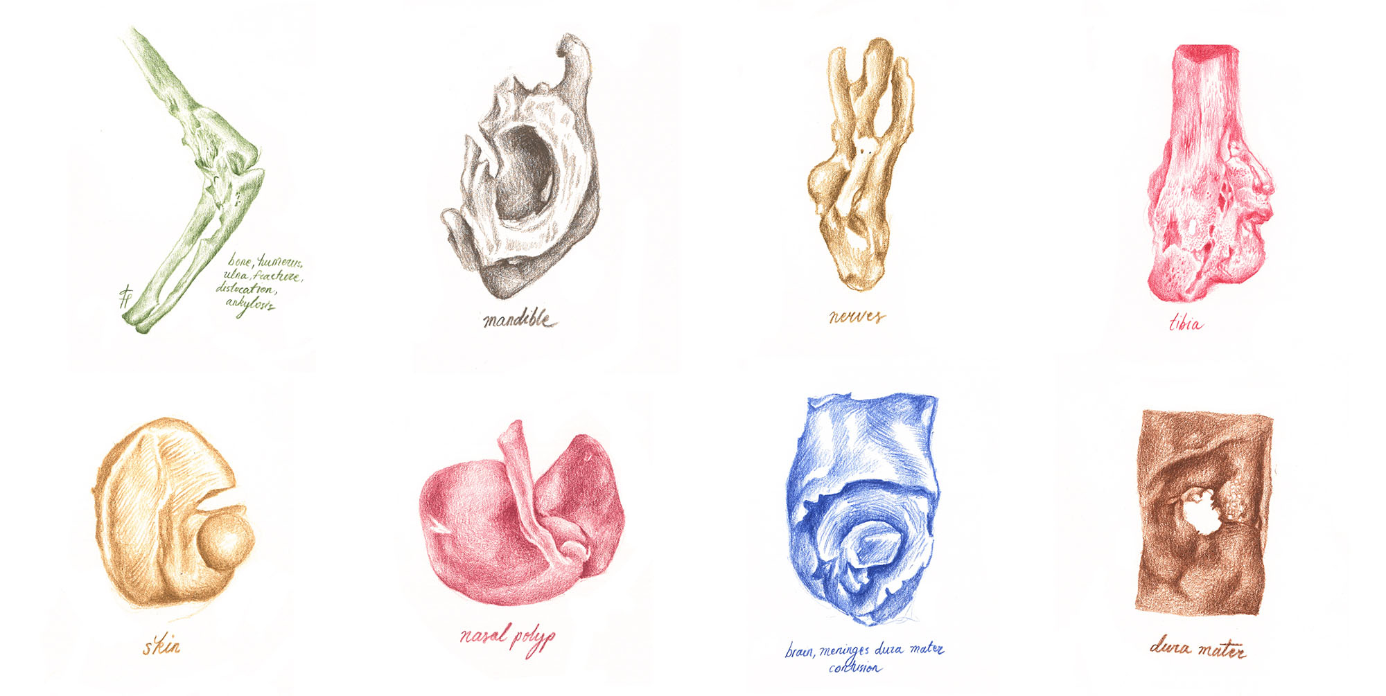 Eight colored-pencil drawings of dissected human organs, all in different colors. 