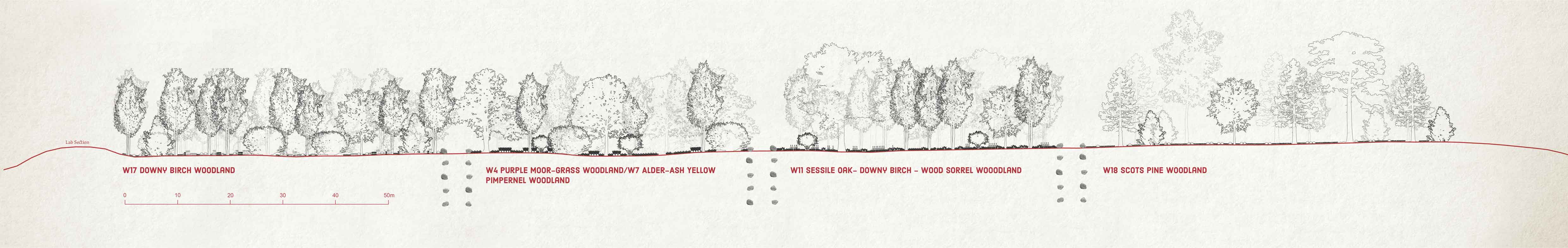 Woodland Lab section. The woodland lab is a climate-adaptive strategy, experimenting with introducing species/woodland types based on Scottish woodlands around Loch Ranch, a proposed sister-site as a post-glacial landscape.
